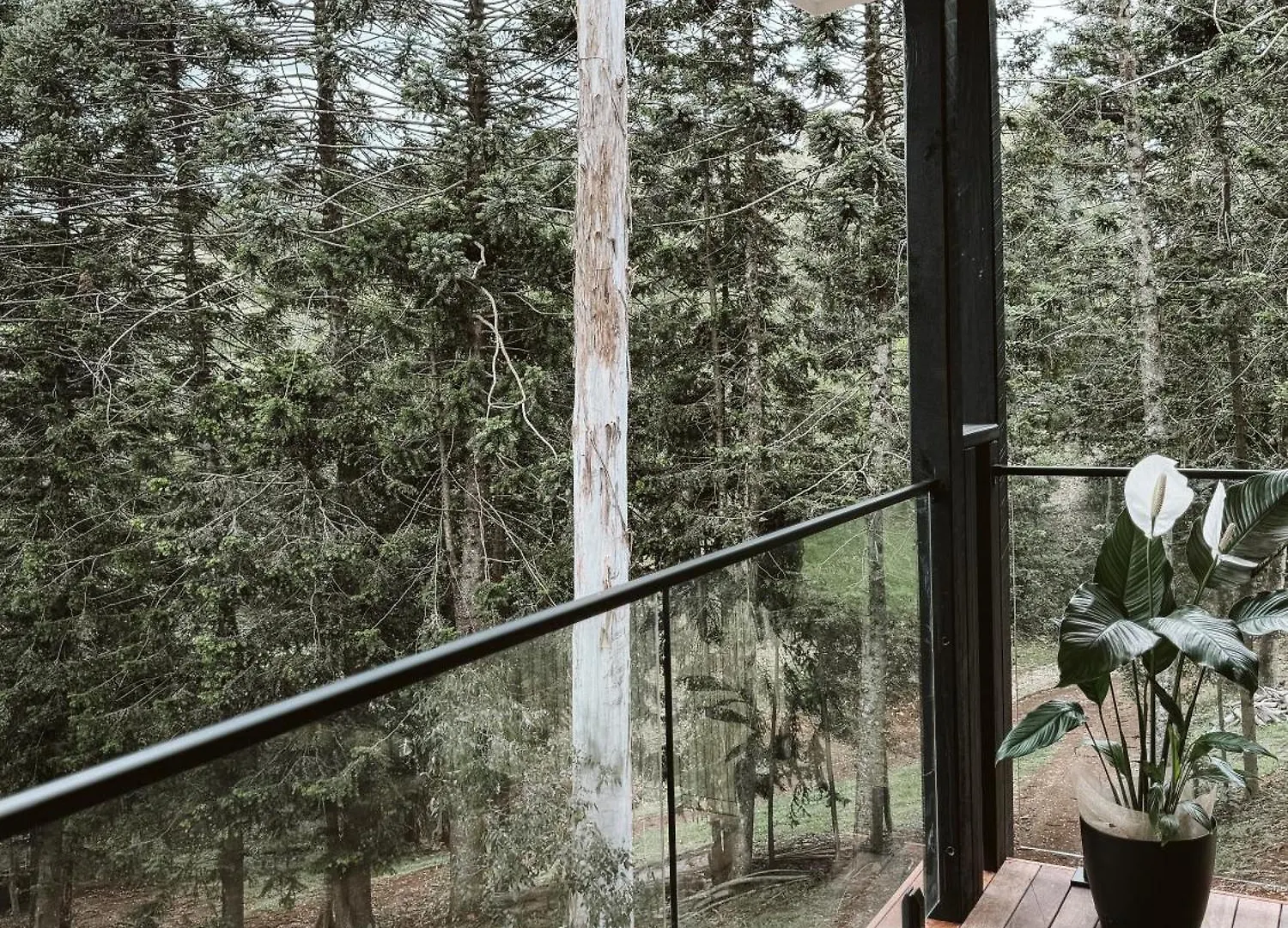 Private 3-Bedroom House Nestled High Amongst The Trees Maleny 0*,  Austrálie